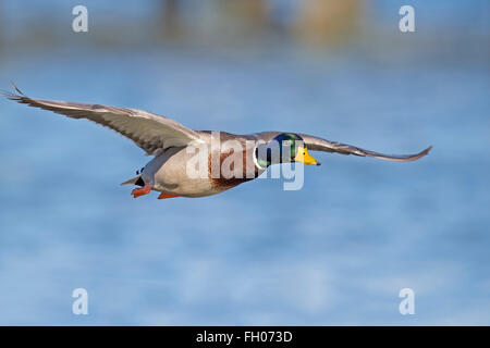 Canard colvert mâle en vol Banque D'Images