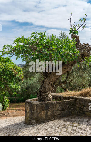 Fatima, Portugal, le 25 avril 2014 - arbre dans la ville natale de Jacinta Marto et Sœur Lucie, deux des trois jeunes bergers tha Banque D'Images