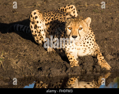 Cheetah fixant au bord de l'eau, en Tanzanie Banque D'Images