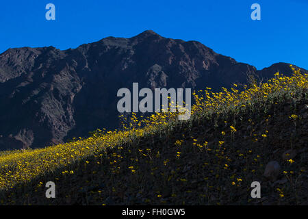 L'or du désert (Geraea canescens) fleurs sauvages le 19 février 2016 à Death Valley National Park, California, United States of America Banque D'Images