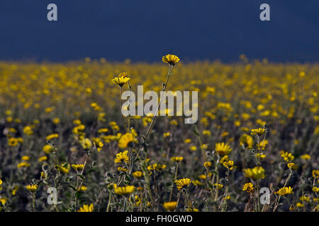 L'or du désert (Geraea canescens) fleurs sauvages le 19 février 2016 à Death Valley National Park, California, United States of America Banque D'Images