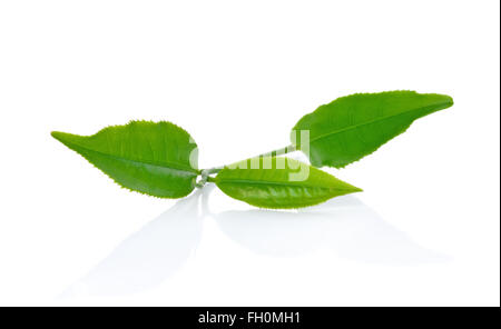 Feuilles de thé vert isolé sur fond blanc Banque D'Images