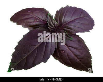 Basilic pourpre douce (Ocimum basilicum) feuilles couvertes de gouttes d'eau. Chemin de détourage, l'infinie profondeur de champ Banque D'Images