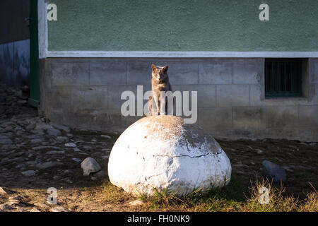 Veux dire, dur à la cat est assis sur un gros rocher en face de la maison Banque D'Images