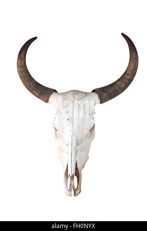 Skull Bull isolé sur fond blanc Banque D'Images