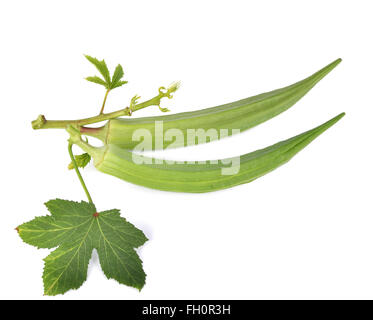 Gombo frais ou roselle vert sur fond blanc. Banque D'Images