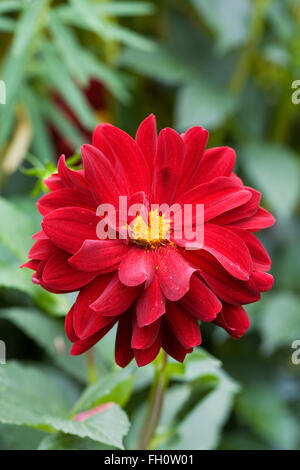 Dahlia 'Arabian night' fleur. Banque D'Images