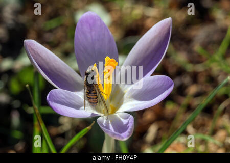 Hoverfly (Syrphidae) assis sur un crocus (Crocus), violet, Bade-Wurtemberg, Allemagne Banque D'Images