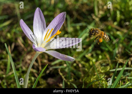 Abeille à miel (Apis) approche d'un crocus, crocus (Crocus), violet, Bade-Wurtemberg, Allemagne Banque D'Images