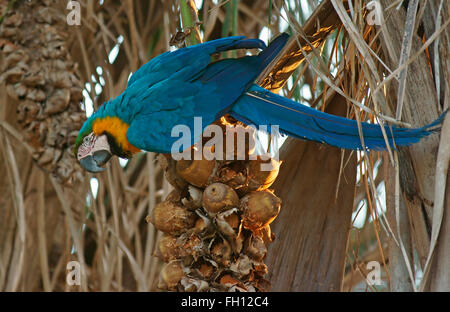 Blue-and-yellow Macaw (Ara ararauna) se nourrissant sur les fruits d'un palmier, Pantanal, Brésil Banque D'Images