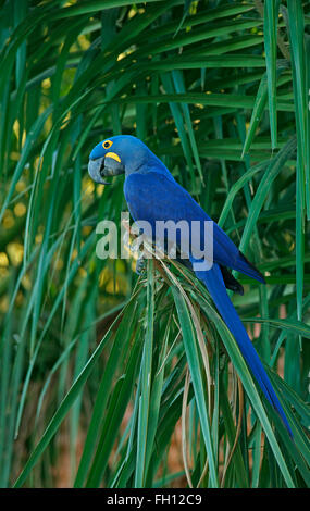Anodorhynchus hyacinthinus Hyacinth Macaw (), Pantanal, Mato Grosso, Brésil Banque D'Images