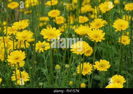 Färberkamille Wildpflanze - eine, camomille, fleurs d'un jaune, l'ACPT tinctoria Banque D'Images