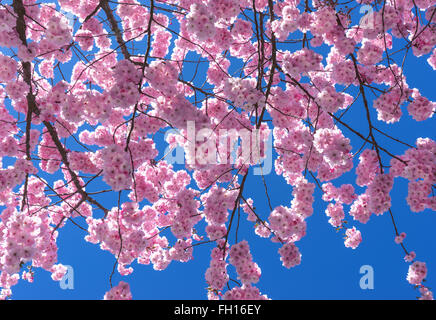 En regardant à travers les branches en fleurs roses d'un cerisier japonais par sunshine rétroéclairé Banque D'Images