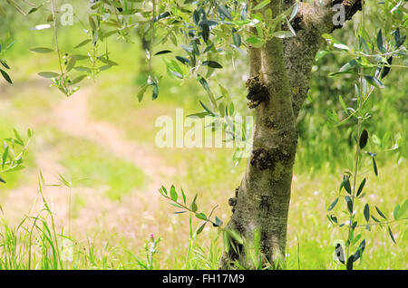 Olivenbaum Stamm - Olive Tree Trunk 07 Banque D'Images