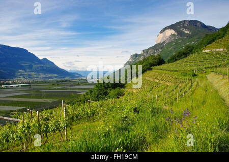 Trente-campagne en Italie - Trentin en Italie paysage typique Banque D'Images