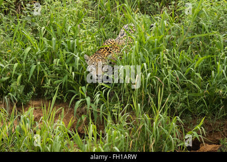 Un sauvage femelle jaguar sur les rives de la rivière Cuiaba dans le Pantanal, au Brésil. Banque D'Images