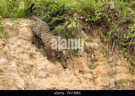 Un sauvage femelle jaguar en ordre décroissant d'une banque de l'Onca dans le Pantanal, au Brésil. Banque D'Images