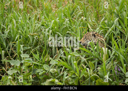 Un sauvage femelle jaguar caché sur les rives de la rivière Cuiaba dans le Pantanal, au Brésil. Banque D'Images