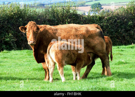Anglais Pays paysage agricole. Le sud du Devon race de bovins sur ferme en Cornouailles. UK. L'alimentation des veaux de la mère vache. Banque D'Images