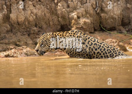 Un sauvage femelle jaguar émergeant de l'Onca dans le Pantanal, au Brésil. Banque D'Images