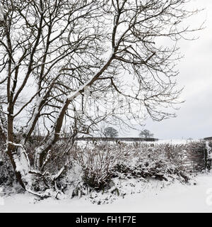 Scène d'hiver. Arbre dans le champ couvert de neige dans un beau ciel d'hiver froid.. Banque D'Images