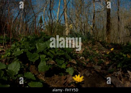 Au début du printemps dans une des forêts du piémont du Maryland. Banque D'Images