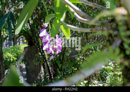 Image d'un jardin tropical où poussent orchidées Banque D'Images