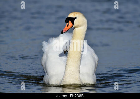 Une élégante piscine blanc cygne muet sur l'eau bleu UK Banque D'Images