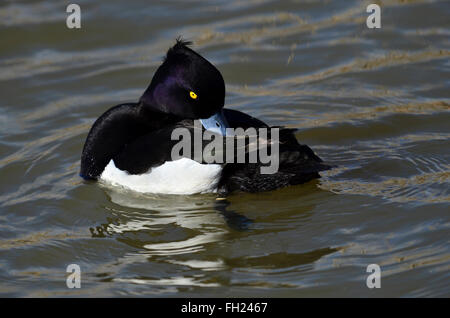 Un mâle fuligule morillon nager sur l'eau UK Banque D'Images