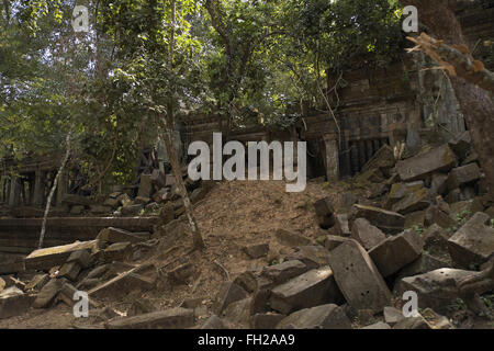 Les arbres qui poussent sur les ruines de Beng Meala (ou bung mealea) temple, au Cambodge, en Asie. Banque D'Images