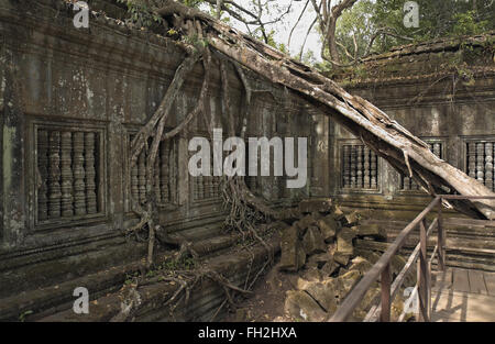 Windows à piliers dans un mur avec des arbres qui poussent sur les ruines de Beng Meala (ou bung mealea) temple, au Cambodge, en Asie. Banque D'Images