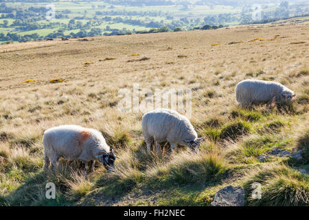 Trois des moutons paissant dans la campagne anglaise à l'automne. Perdre Hill, Peak District, Derbyshire, Angleterre, RU Banque D'Images