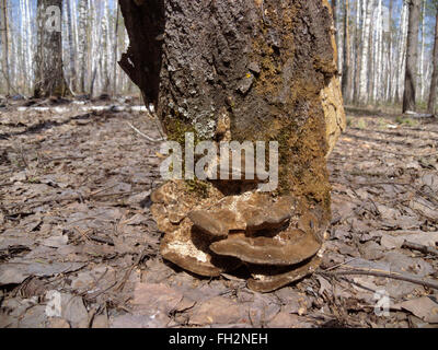 Morceau d'écorce, une souche d'arbre. Sur une clairière dans la forêt Banque D'Images