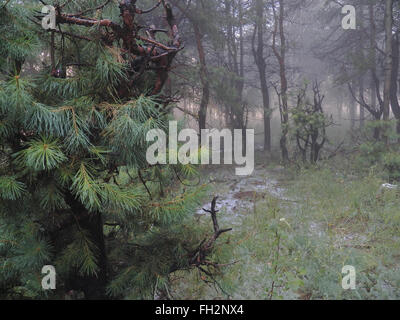 Le brouillard et la grêle dans la forêt de pins et à faible régime au premier plan Banque D'Images
