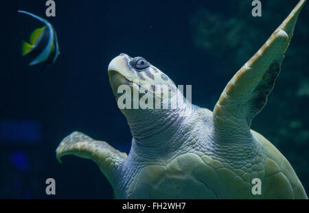 Stralsund, Allemagne. Feb 23, 2016. Une tortue nage à travers un bassin à la suite de l'examen médical annuel au Musée de la mer dans la région de Stralsund, Allemagne, 23 février 2016. Un vétérinaire a découvert autour de 30 à 40 oeufs au cours d'un examen échographique de la tortue. L'examen de la 51-year-old turtle inclus l'extraction d'échantillons de laboratoire ainsi que de nombreux soins de shell. L'animal est l'un des cinq tortues géantes résidant à Stralsund. Photo : STEFAN SAUER/dpa/Alamy Live News Banque D'Images