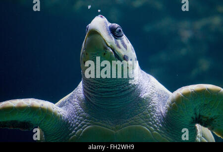 Stralsund, Allemagne. Feb 23, 2016. Une tortue nage à travers un bassin à la suite de l'examen médical annuel au Musée de la mer dans la région de Stralsund, Allemagne, 23 février 2016. Un vétérinaire a découvert autour de 30 à 40 oeufs au cours d'un examen échographique de la tortue. L'examen de la 51-year-old turtle inclus l'extraction d'échantillons de laboratoire ainsi que de nombreux soins de shell. L'animal est l'un des cinq tortues géantes résidant à Stralsund. Photo : STEFAN SAUER/dpa/Alamy Live News Banque D'Images