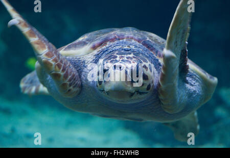 Stralsund, Allemagne. Feb 23, 2016. Une tortue nage à travers un bassin à la suite de l'examen médical annuel au Musée de la mer dans la région de Stralsund, Allemagne, 23 février 2016. Un vétérinaire a découvert autour de 30 à 40 oeufs au cours d'un examen échographique de la tortue. L'examen de la 51-year-old turtle inclus l'extraction d'échantillons de laboratoire ainsi que de nombreux soins de shell. L'animal est l'un des cinq tortues géantes résidant à Stralsund. Photo : STEFAN SAUER/dpa/Alamy Live News Banque D'Images