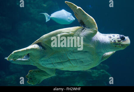 Stralsund, Allemagne. Feb 23, 2016. Une tortue nage à travers un bassin à la suite de l'examen médical annuel au Musée de la mer dans la région de Stralsund, Allemagne, 23 février 2016. Le vétérinaire a découvert autour de 30 à 40 oeufs au cours d'un examen échographique de la tortue. L'examen de la 51-year-old turtle comprend l'extraction d'échantillons de laboratoire ainsi que de nombreux soins de shell. L'animal est l'un des cinq tortues géantes résidant à Stralsund. Photo : STEFAN SAUER/dpa/Alamy Live News Banque D'Images