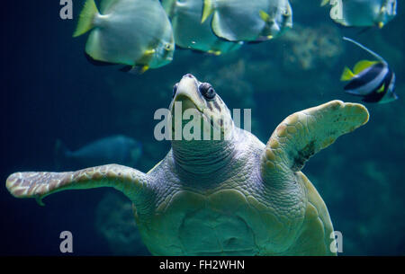 Stralsund, Allemagne. Feb 23, 2016. Une tortue nage à travers un bassin à la suite de l'examen médical annuel au Musée de la mer dans la région de Stralsund, Allemagne, 23 février 2016. Un vétérinaire a découvert autour de 30 à 40 oeufs au cours d'un examen échographique de la tortue. L'examen de la 51-year-old turtle inclus l'extraction d'échantillons de laboratoire ainsi que de nombreux soins de shell. L'animal est l'un des cinq tortues géantes résidant à Stralsund. Photo : STEFAN SAUER/dpa/Alamy Live News Banque D'Images