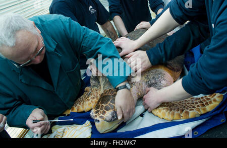 Stralsund, Allemagne. Feb 23, 2016. Dieter vétérinaire Goebel (L) vérifie une tortue au cours de l'examen médical annuel au Musée de la mer dans la région de Stralsund, Allemagne, 23 février 2016. Il a découvert autour de 30 à 40 oeufs au cours d'un examen échographique de la tortue. L'examen de la 51-year-old turtle inclus l'extraction d'échantillons de laboratoire ainsi que de nombreux soins de shell. L'animal est l'un des cinq tortues géantes résidant à Stralsund. Photo : STEFAN SAUER/dpa/Alamy Live News Banque D'Images