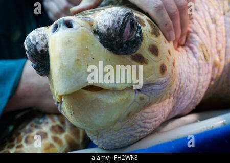 Stralsund, Allemagne. Feb 23, 2016. Dieter vétérinaire Goebel est titulaire d'une tortue au cours de l'examen médical annuel au Musée de la mer dans la région de Stralsund, Allemagne, 23 février 2016. Il a découvert autour de 30 à 40 oeufs au cours d'un examen échographique de la tortue. L'examen de la 51-year-old turtle inclus l'extraction d'échantillons de laboratoire ainsi que de nombreux soins de shell. L'animal est l'un des cinq tortues géantes résidant à Stralsund. Photo : STEFAN SAUER/dpa/Alamy Live News Banque D'Images