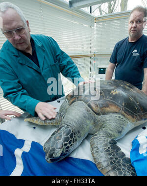 Stralsund, Allemagne. Feb 23, 2016. Dieter vétérinaire Goebel (L) vérifie un 34-year-old tortue de mer verte au cours de l'examen médical annuel au Musée de la mer dans la région de Stralsund, Allemagne, 23 février 2016. L'animal est l'un des cinq tortues géantes résidant à Stralsund. Photo : STEFAN SAUER/dpa/Alamy Live News Banque D'Images