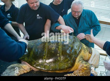 Stralsund, Allemagne. Feb 23, 2016. Dieter vétérinaire Goebel (R) vérifie une tortue au cours de l'examen médical annuel au Musée de la mer dans la région de Stralsund, Allemagne, 23 février 2016. Il a découvert autour de 30 à 40 oeufs au cours d'un examen échographique de la tortue. L'examen de la 51-year-old turtle inclus l'extraction d'échantillons de laboratoire ainsi que de nombreux soins de shell. L'animal est l'un des cinq tortues géantes résidant à Stralsund. Photo : STEFAN SAUER/dpa/Alamy Live News Banque D'Images