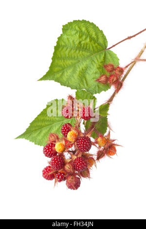 Branche de baies comestibles rouge d'un Rubus phoenicolasius Wineberry japonais avec des feuilles sur fond blanc Banque D'Images