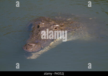 Pèlerin crocodile américain. Banque D'Images