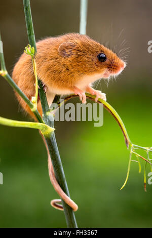 La souris en captivité, perché sur une tige de mauvaises herbes avec sa queue enroulée autour de la tige de la plante et à la mignonne. Banque D'Images