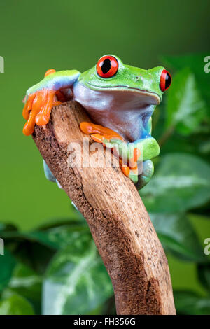 Red eyed tree frog à curieux, perché sur un bâton, en captivité, avec un fond vert. Avec des biens. Banque D'Images