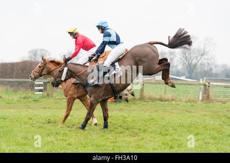 Course de chevaux sautant une clôture dans un endroit à l'autre course de chevaux à Cottenham Cambridgeshire UK Banque D'Images