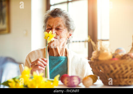 Senior woman par l'odeur de la fenêtre jaune jonquille, Pâques Banque D'Images