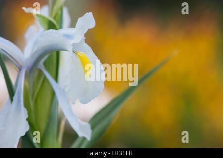 Iris 'aucheri glace turque' Fleur Banque D'Images